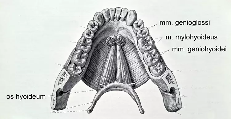 Abb. 2: Ansätze und Verlauf der bei der Kinnplastik relevanten Mundbodenmuskulatur, aus Sobotta, Becher: Atlas der Anatomie des Menschen [18].
b: Ansicht von kranial.