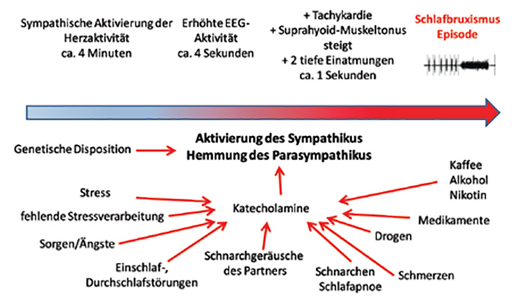 Abb. 4: Physiologische Ereignisse im Schlaf. Die Sympathikusaktivierung führt zur Schlafbruxismusepisode.
Zahlreiche Risikofaktoren können im Schlaf das vegetative Nervensystem aktivieren und damit einen sekundären
Schlafbruxismus auslösen. Die Identifizierung und Reduzierung dieser Faktoren können helfen, SB kausal zu
behandeln.