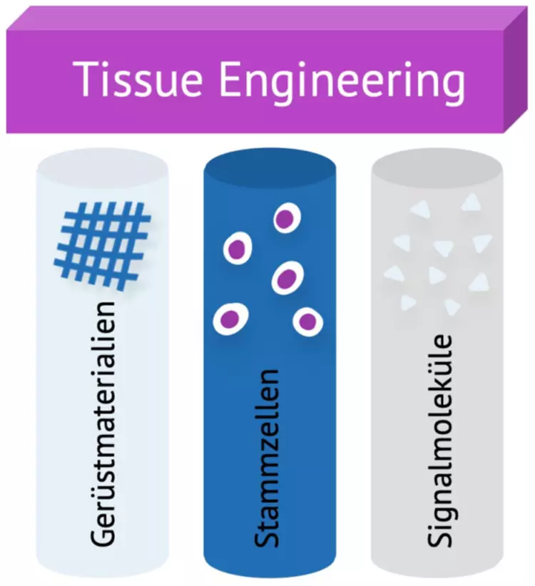 Abb. 6: Die drei Säulen des Tissue Engineerings.