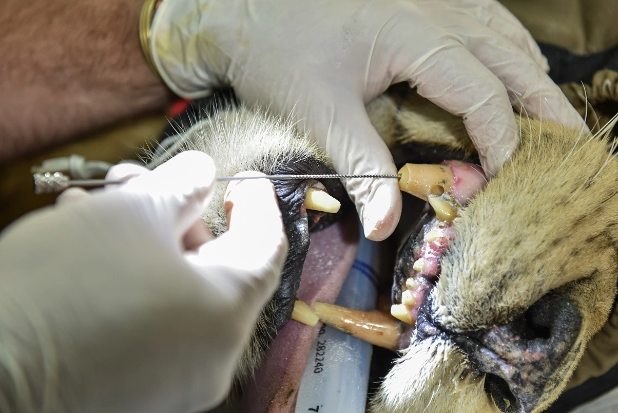 Zwei ausgewachsene Löwen im Abu Dhabi Wildlife Center haben wegen gebrochener Eckzähne eine umfangreiche zahnmedizinische Behandlung erfahren.