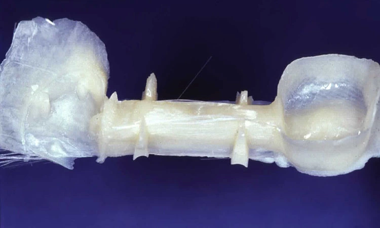 Abb. 1: Gerüst einer aus Vectris konstruierten Brücke.