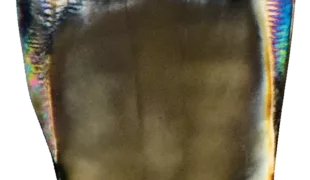 Durch Farbe, Licht und Schattierungen – mit Biomic® Stain/Glaze wird eine Illusion von 3D-Relief und Natürlichkeit geschaffen. 2D-Pasten für farbliche Charakterisierungen und 3D-Pasten für filigrane Texturen sowie feine Formadaptionen.