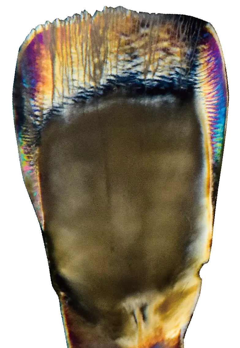 Durch Farbe, Licht und Schattierungen – mit Biomic® Stain/Glaze wird eine Illusion von 3D-Relief und Natürlichkeit geschaffen. 2D-Pasten für farbliche Charakterisierungen und 3D-Pasten für filigrane Texturen sowie feine Formadaptionen.