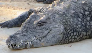 Nicht nur Krokodile, auch Patienten können manchmal ganz schön bissig sein!