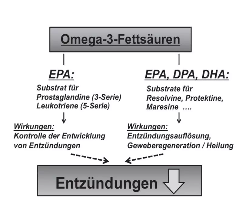 Abb. 3: Einfluss von langkettigen Omega-3-Fettsäuren auf Entwicklung und Auflösung von Entzündungen.
