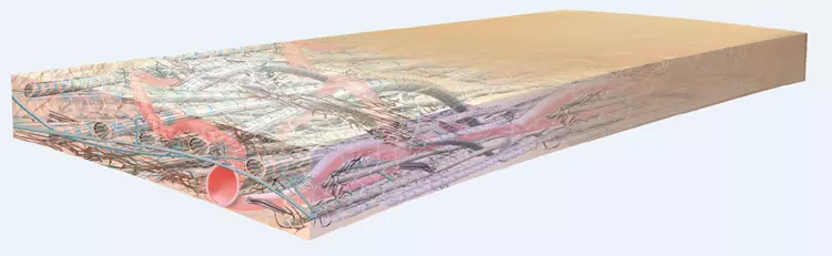 Komplexer azellulärer heterogener Zellgerüst- und Blutgefäßaufbau.