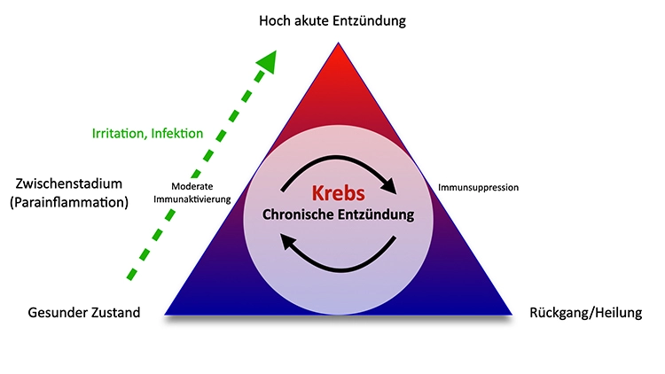Abb. 1: Etablierung und Ausheilung einer Entzündung, hervorgerufen durch eine Irritation bzw. Infektion:
Bei nur moderater Immunaktivierung bzw. Immunsuppression kommt es zur Chronifizierung des Erkrankungsprozesses
und damit zum Risiko der Krebsentstehung bzw. -progression.
