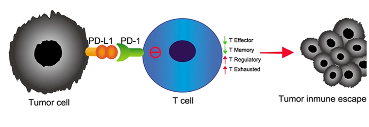 Abb. 4: Kommt eine T-Zelle mit einer Tumorzelle in Kontakt, die an ihrer Oberfläche PD-L1-Rezeptoren
(PD-L= Programmed Death Ligand) exprimiert, verändert sich ihr Phänotyp entweder in eine regulatorische
T-Zelle oder es wird bei ihr die Apoptose ausgelöst. Die Tumorzelle kann auf diese Art und Weise dem
Angriff von zytotoxischen T-Zellen entkommen.