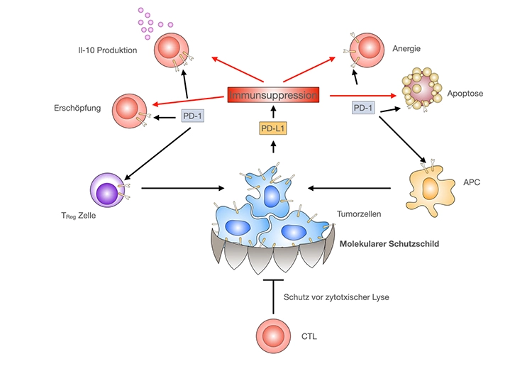Abb. 5: Molekularer Schutzschild durch PD-L1-Rezeptoren. APC = Antigen-präsentierende Zelle. (Modifiziert
nach Zou, 2008 [29]).