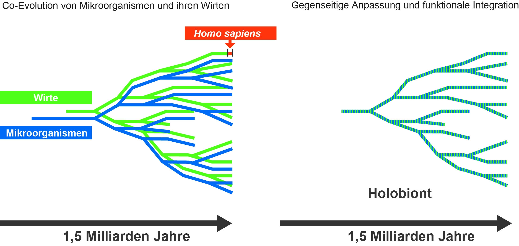 Entwicklung der Beziehung zwischen Mikroorganismus und Menschen.