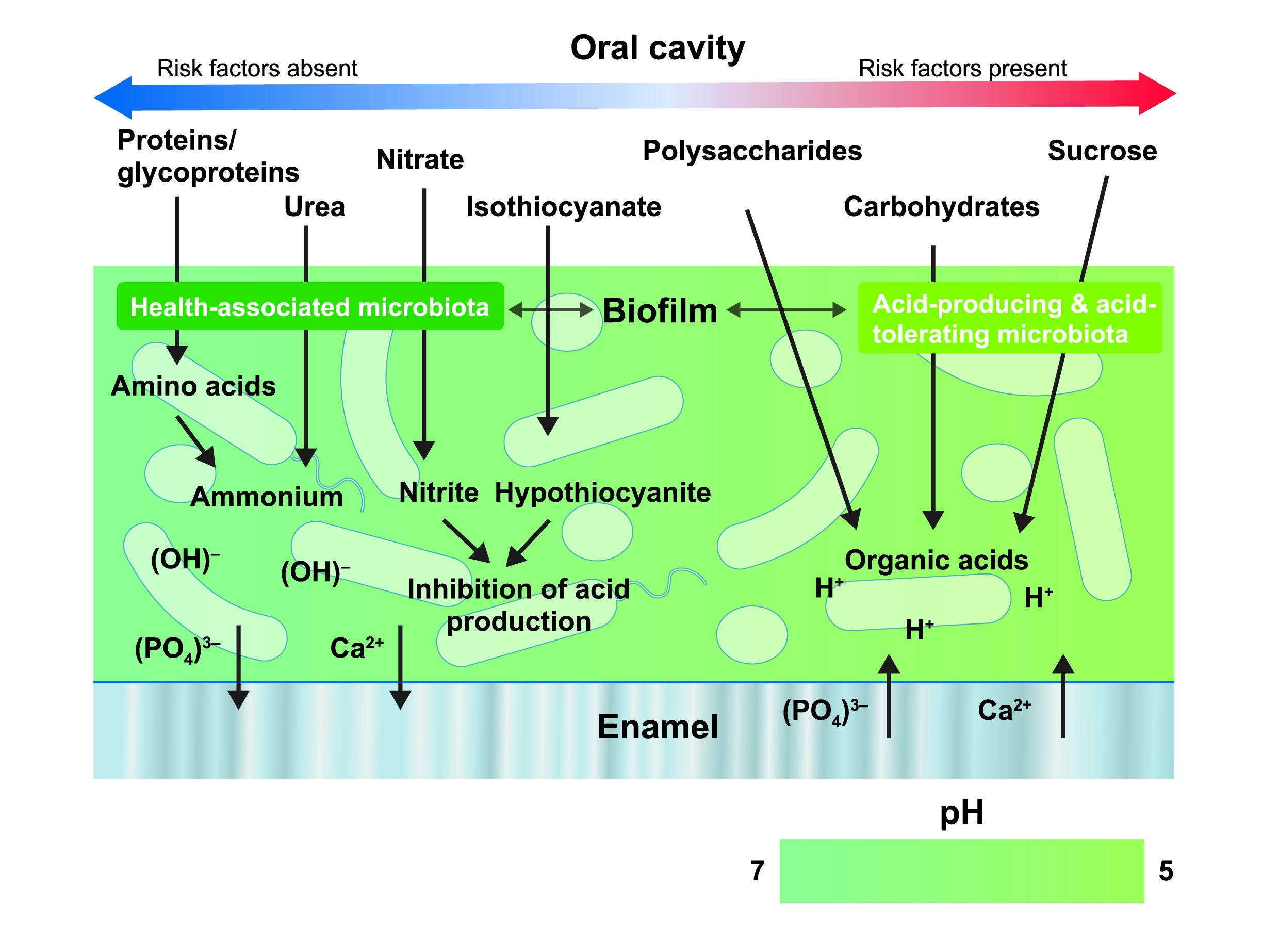 Schema der Wirt-Mikroben-Wechselwirkungen in der Pathogenese von Karies.