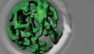 Netzwerkartige Struktur von grün eingefärbten Mitochondrien aus dem Modellorganismus der Bäckerhefe.