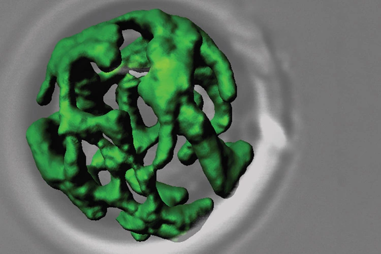 Netzwerkartige Struktur von grün eingefärbten Mitochondrien aus dem Modellorganismus der Bäckerhefe.