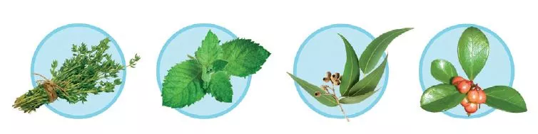 Die 4 ätherischen Öle Thymol, Menthol, Eukalyptol und Methylsalicyclat sind in Listerine enthalten.