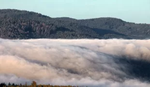 Der Schwarzwald bei Forbach, in dem sich das Bergwald-Projekt engagiert.