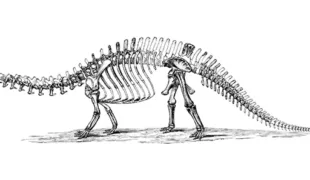 Litten schon vor rund 83 Millionen Jahren an Erkrankungen des Periosts und tragen zugleich das verbreitetste Implantatmaterial im Namen: Titanosaurier.