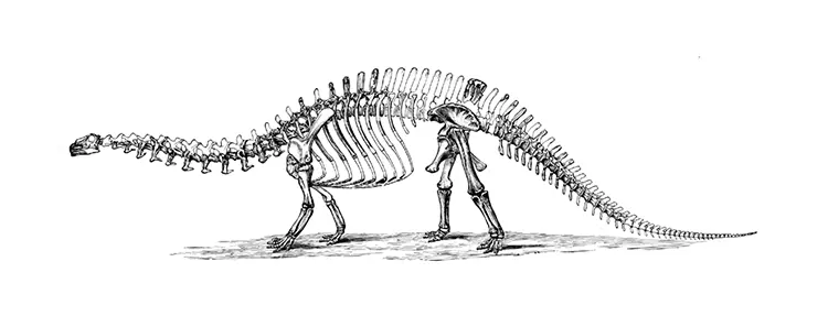 Litten schon vor rund 83 Millionen Jahren an Erkrankungen des Periosts und tragen zugleich das verbreitetste Implantatmaterial im Namen: Titanosaurier.