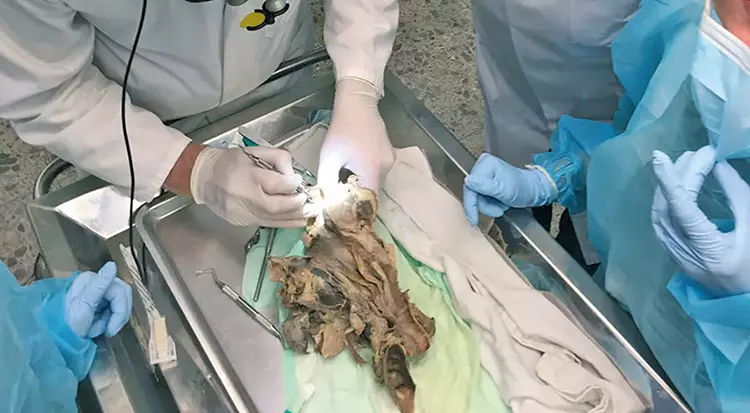 Übungen am Humanpräparat werden besonders geschätzt.