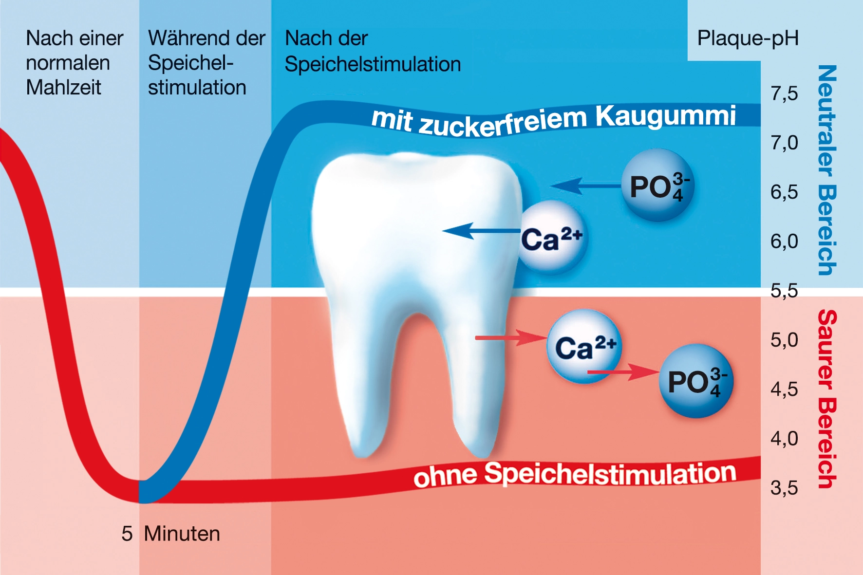 Nach dem Essen: was passiert im Mund mit und ohne zuckerfreiem Kaugummi?